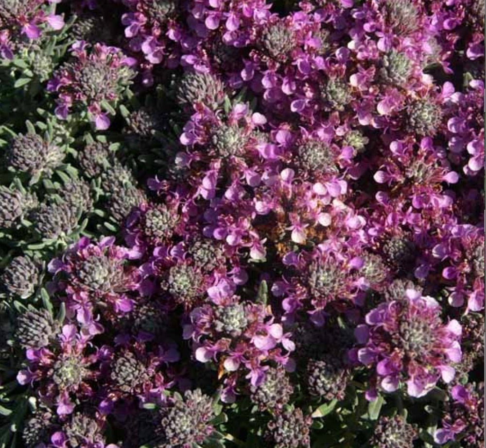 Teucrium cossonii majoricum