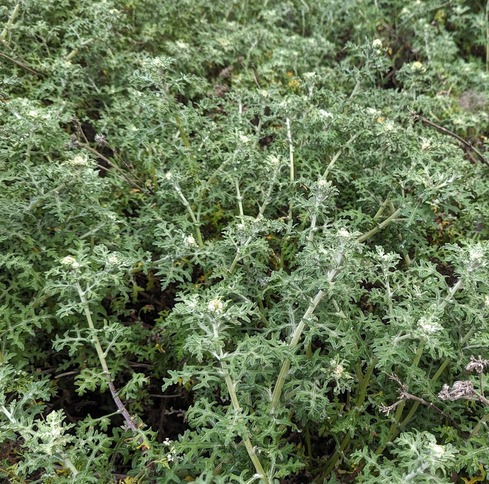 Eriophyllum staechadifolium