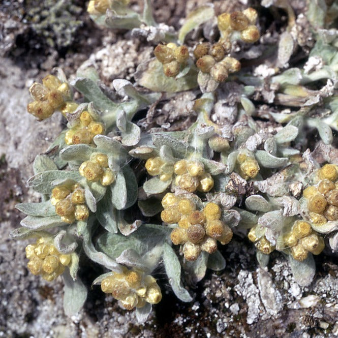 Pseudognaphalium stramineum (Gnaphalium stramineum)