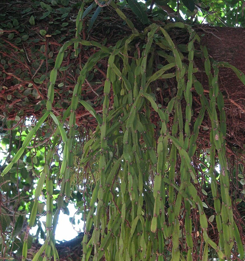 Rhipsalis paradoxa