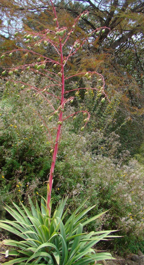 Beschorneria albiflora