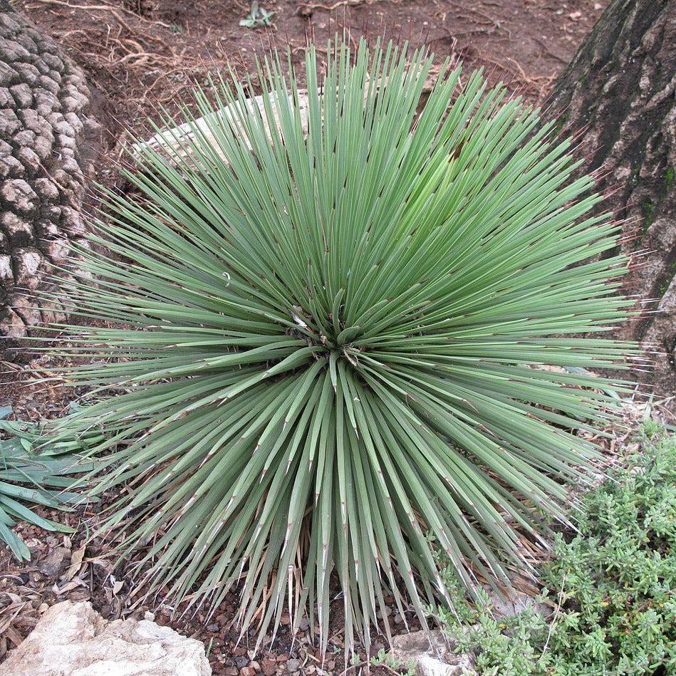 Agave stricta – Heron's Head Nursery