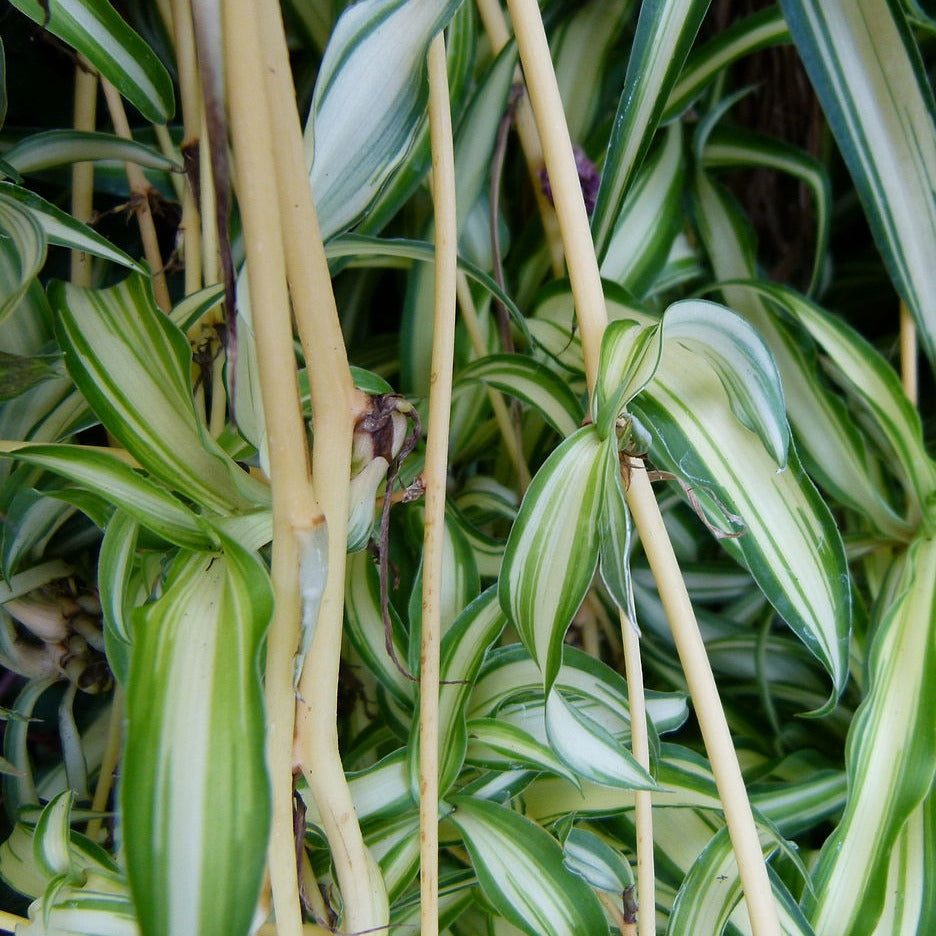 Chlorophytum comosum 'Reverse' (Spider Plant)