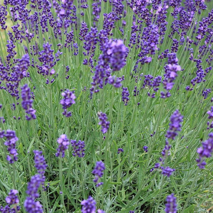 Lavandula angustifolia (English Lavender) – Heron's Head Nursery