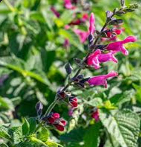 Salvia 'Amante'