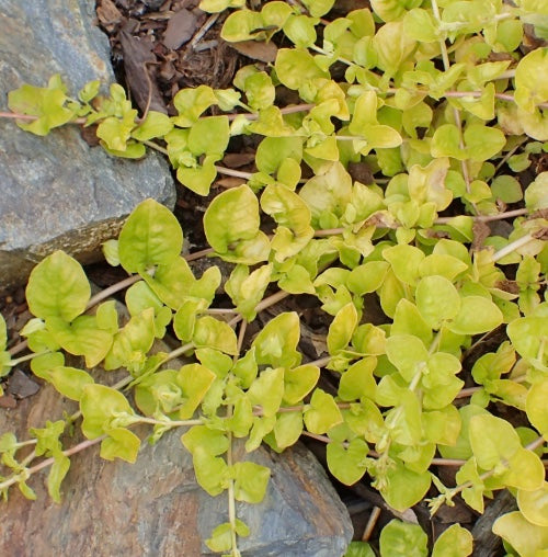 Lysimachia nummularia 'Aurea'