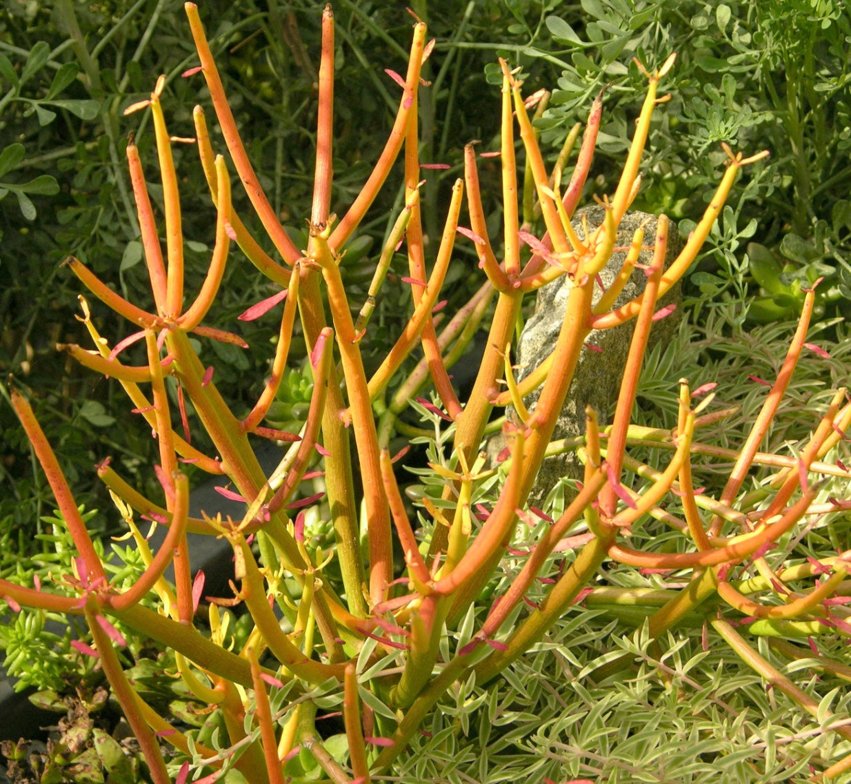 Euphorbia tirucalli 'Sticks on Fire'