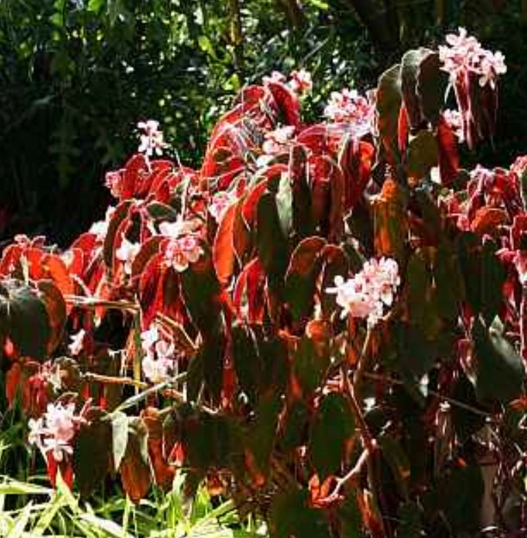 Begonia 'Ramirez'