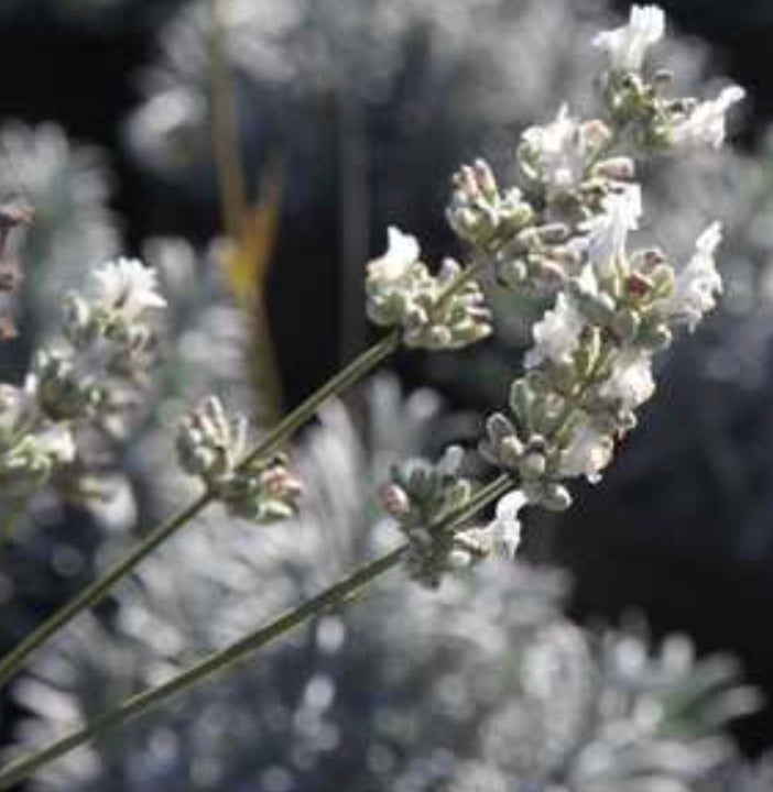 Lavandula x intermedia 'Alba' (Lavender)