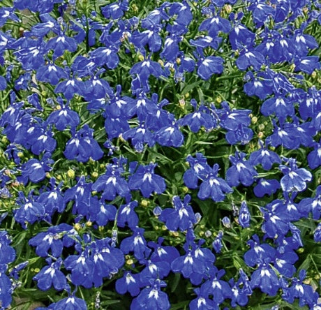 Lobelia Lobelix 'Blue Breeze'