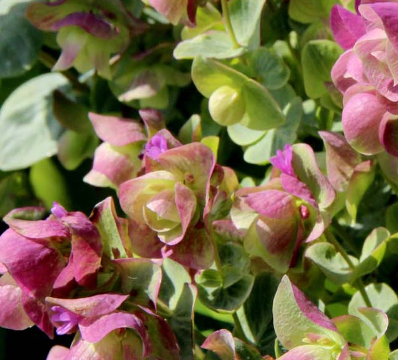 Origanum 'Kirigami'