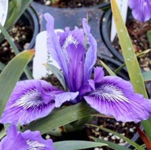 Iris douglasiana 'Benitoite Blue'