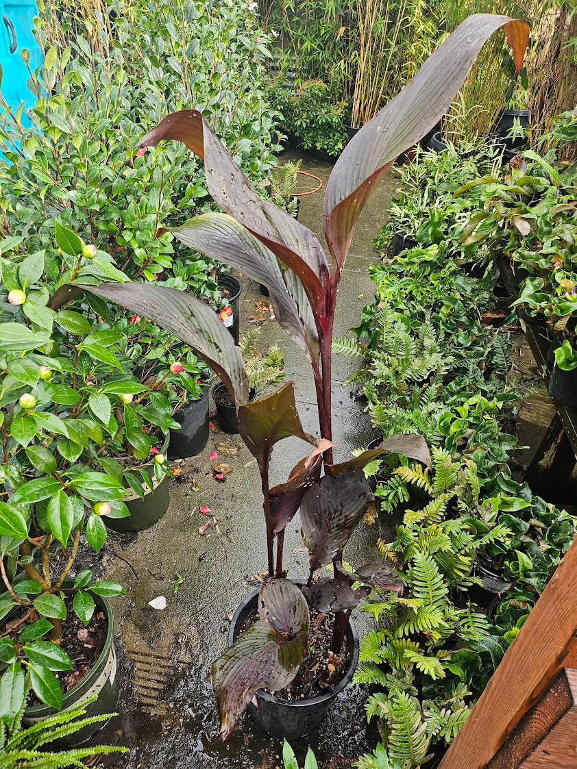 Canna 'Dark Cherry Jubilee'