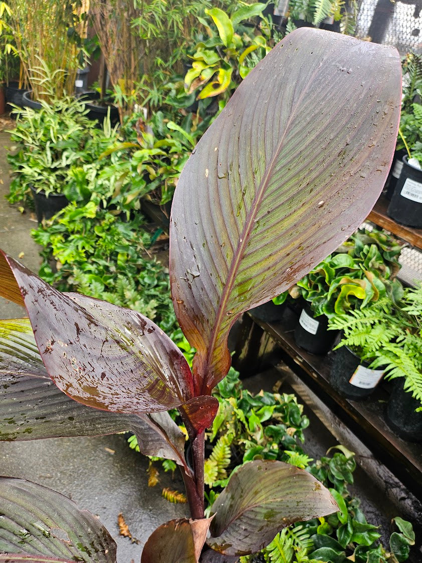 Canna 'Dark Cherry Jubilee'