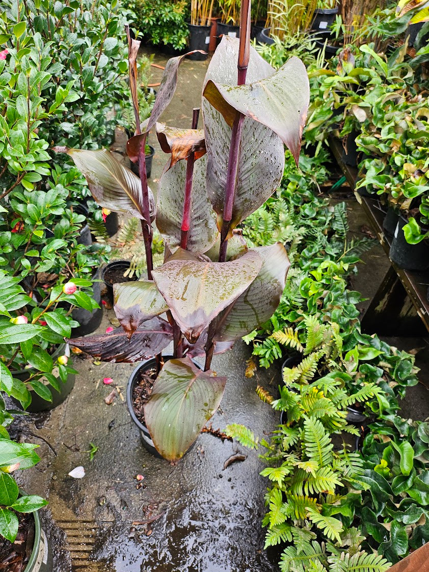 Canna 'Red Velvet'