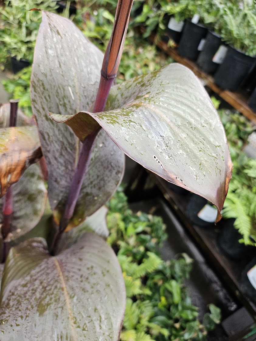 Canna 'Red Velvet'