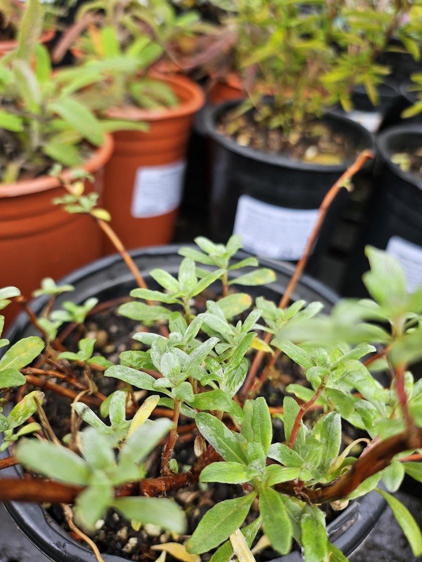 Camissoniopsis cheiranthifolia