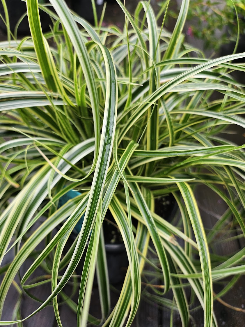 Carex 'Feather Falls'