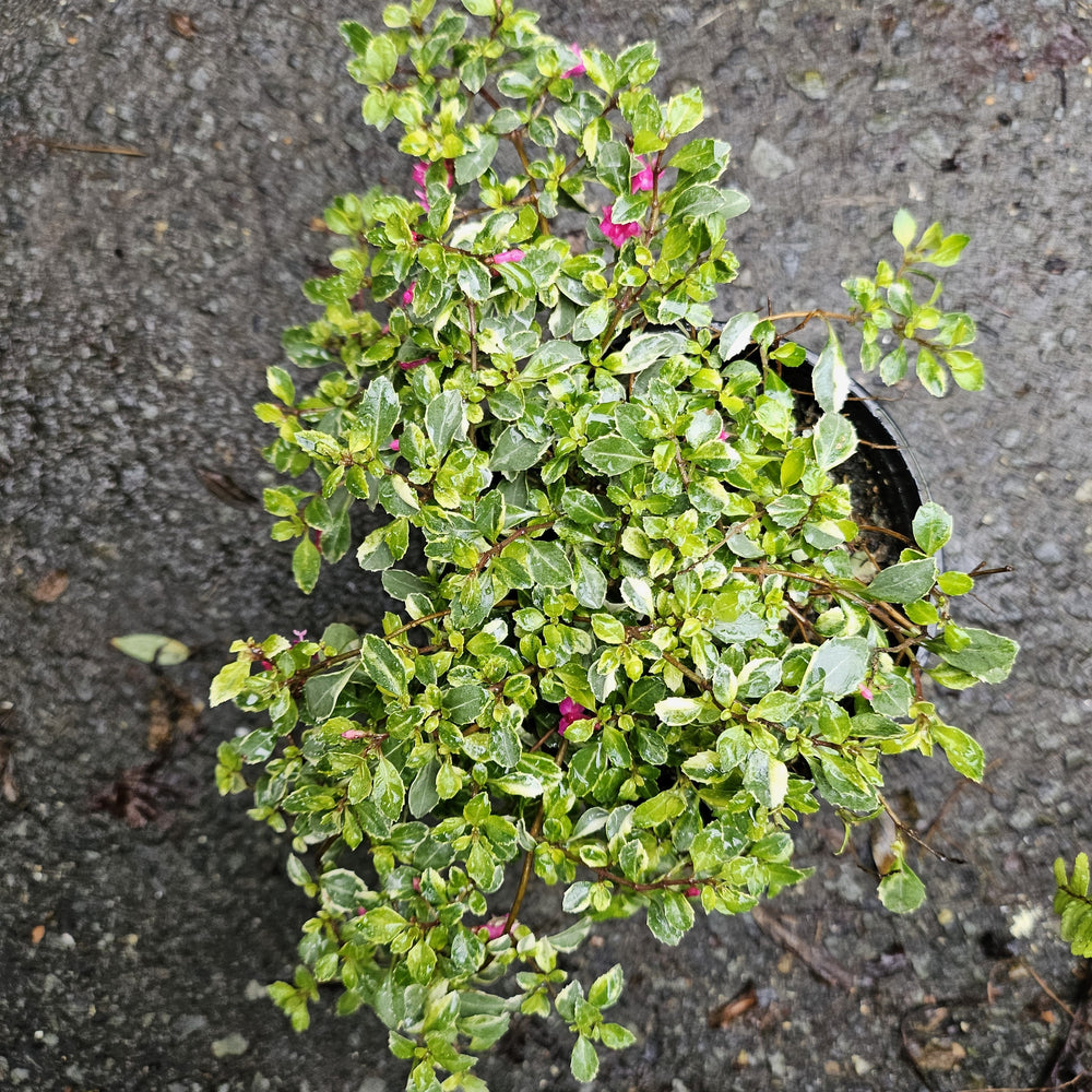 Fuchsia thymifolia 'Variegata'
