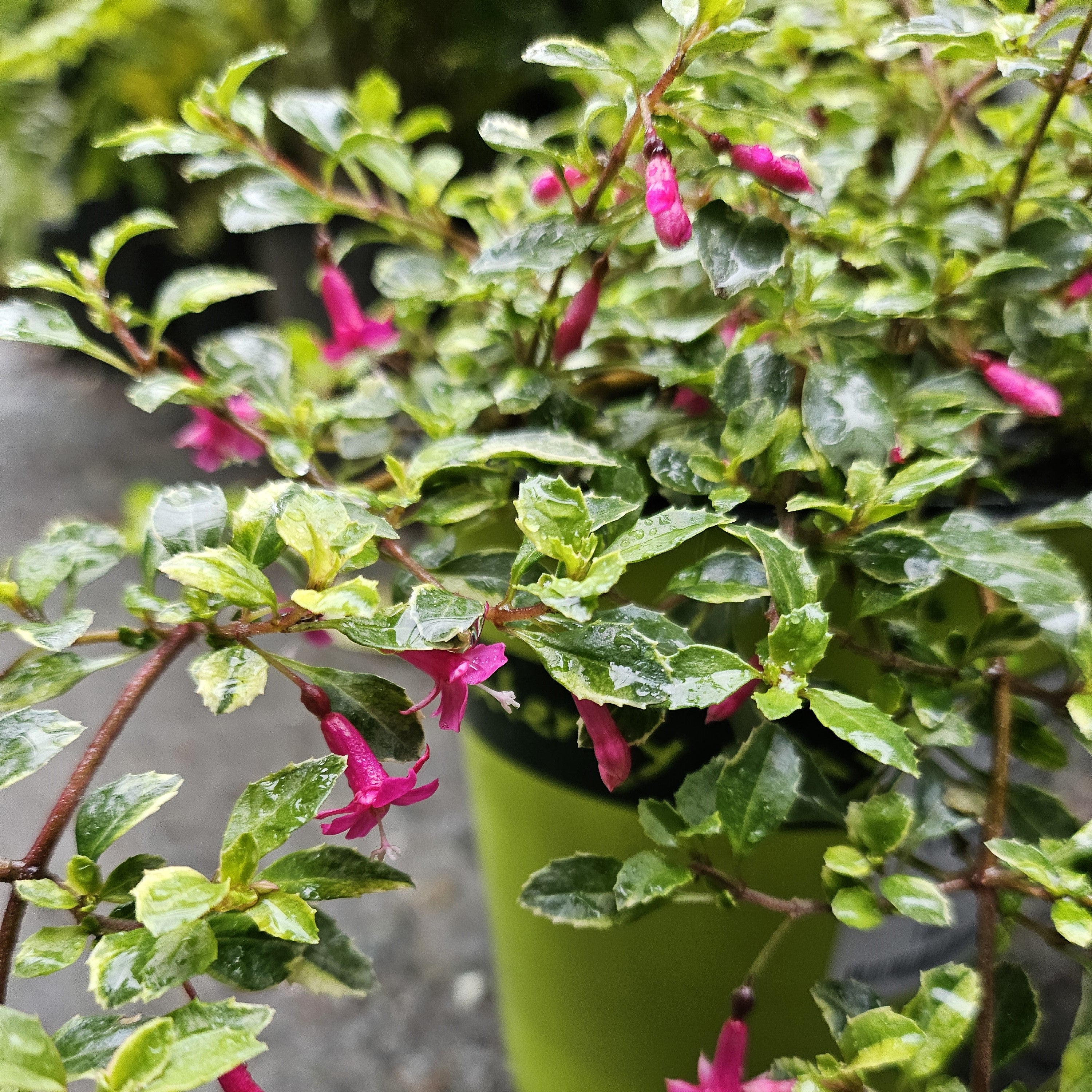 Fuchsia thymifolia 'Variegata'