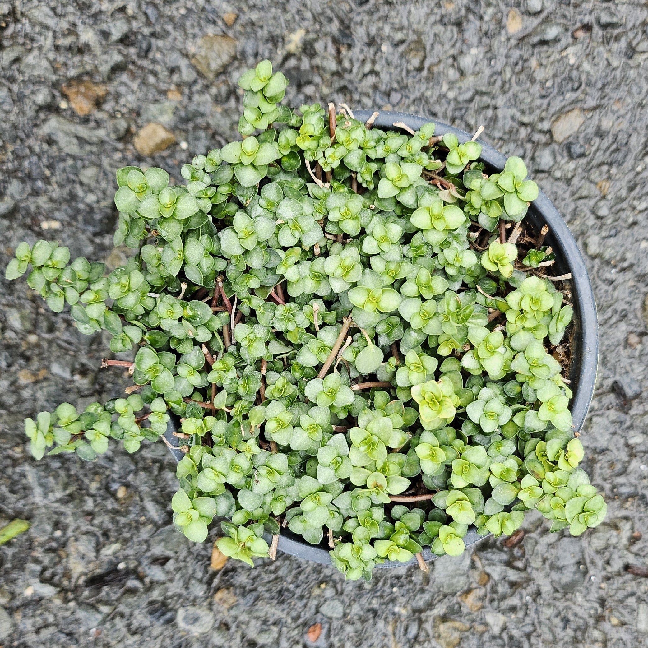 Pilea glauca 'Aquamarine'