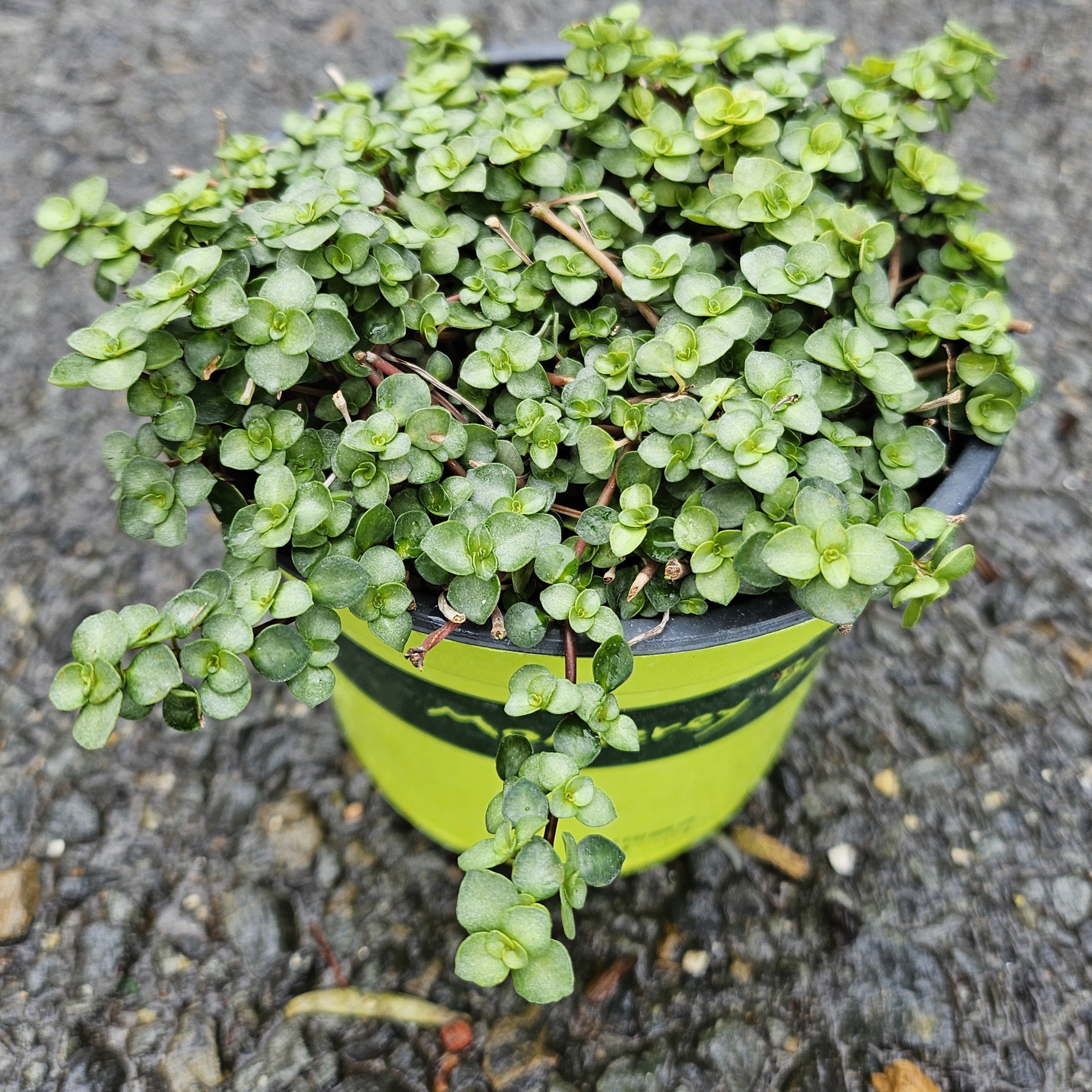 Pilea glauca 'Aquamarine'