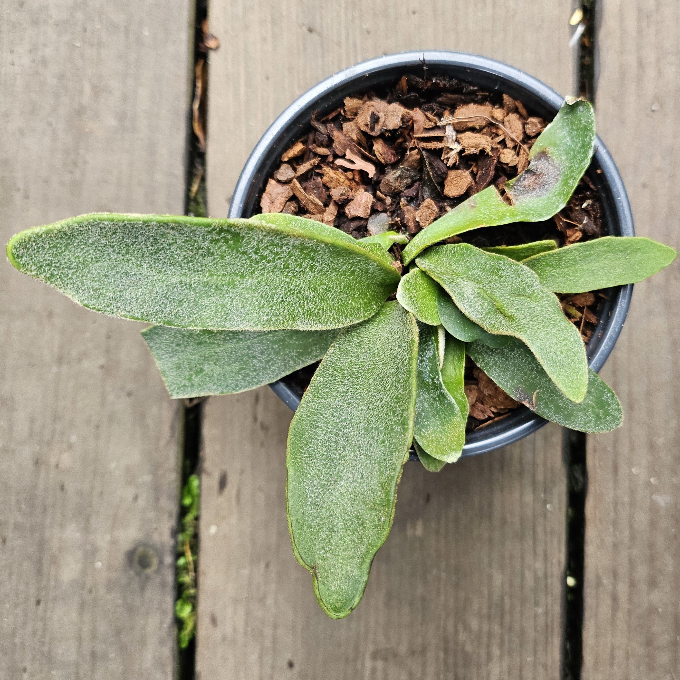 Platycerium Veitchii Kingfisher キングフィッシャー ベイチーWILD