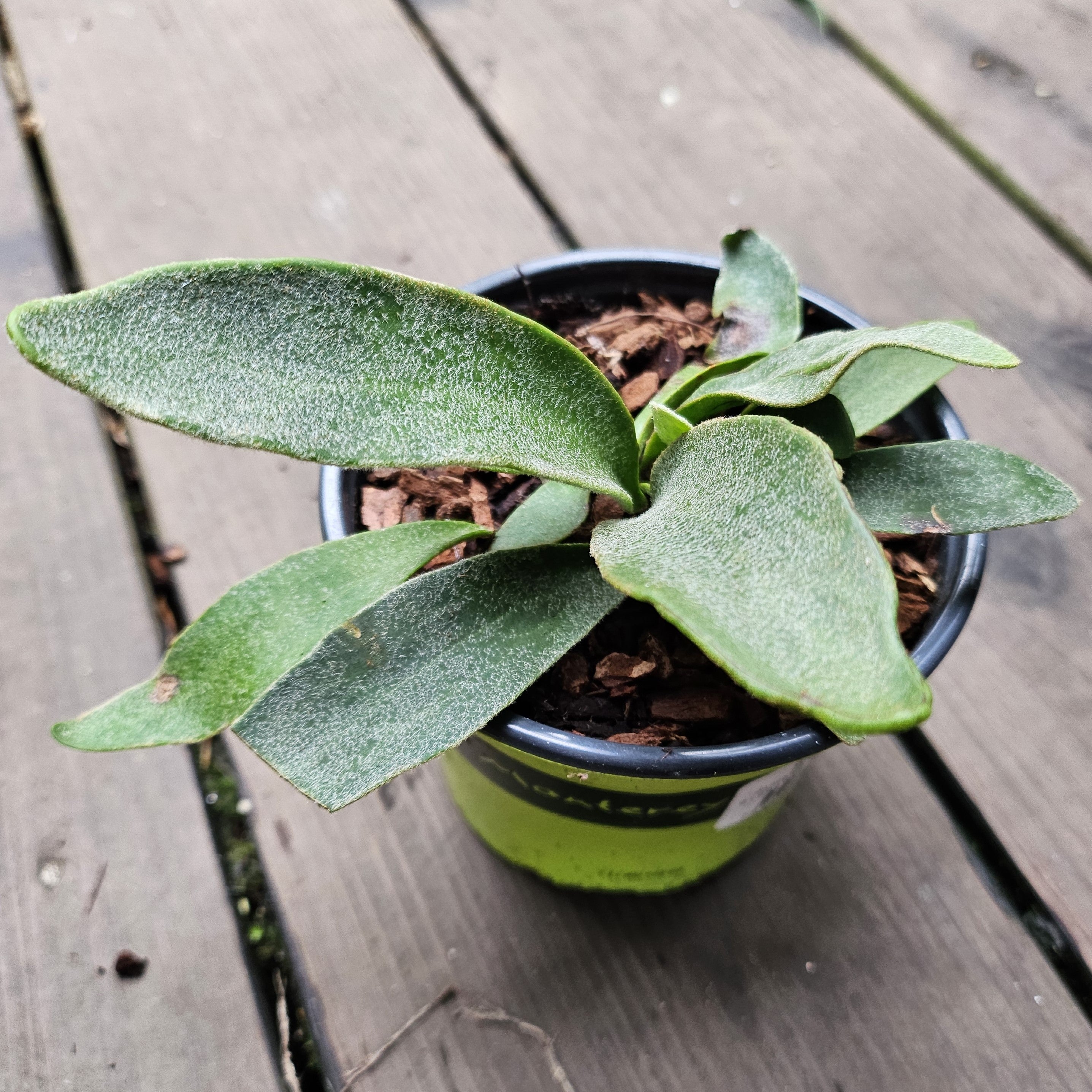 完売品OZWRT Spirit of Platycerium Veitchii Platycerium veitchii – Heron's Head Nursery