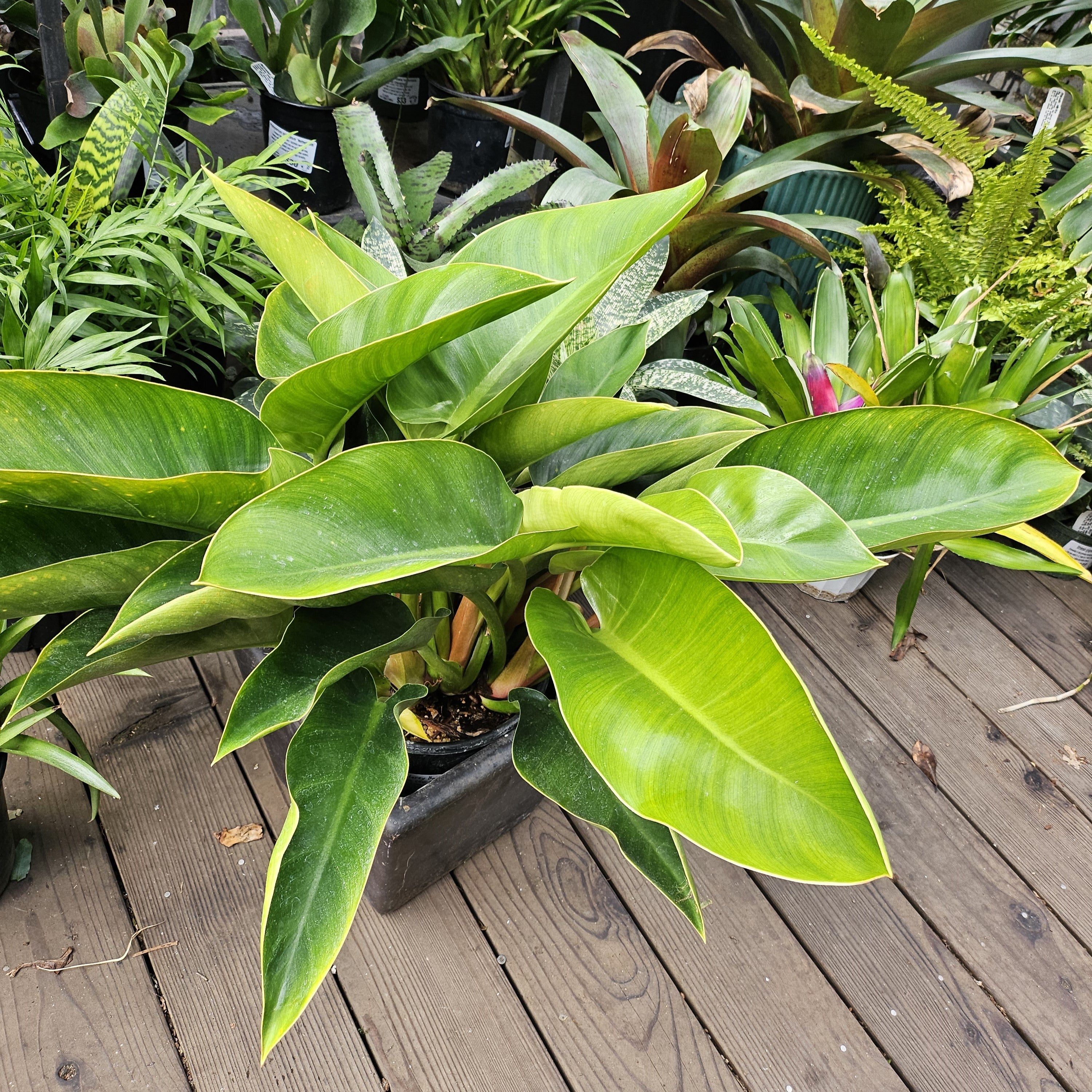 congo philodendron Philodendron 'Congo Thailand'