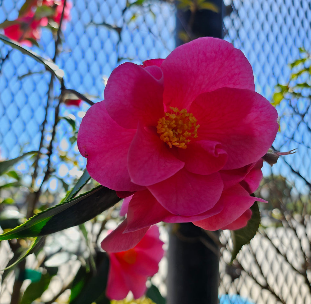 Camellia x 'Crimson Candles'