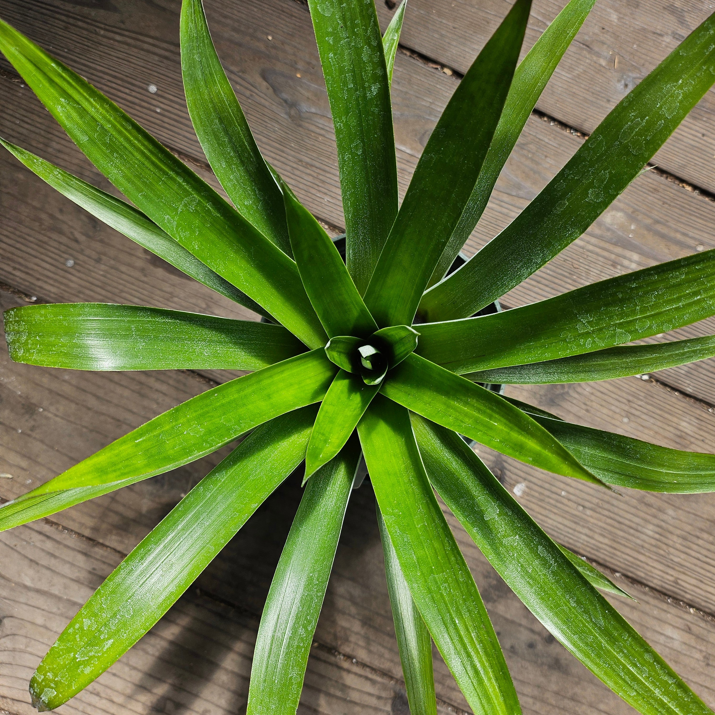 Tillandsia oerstediana