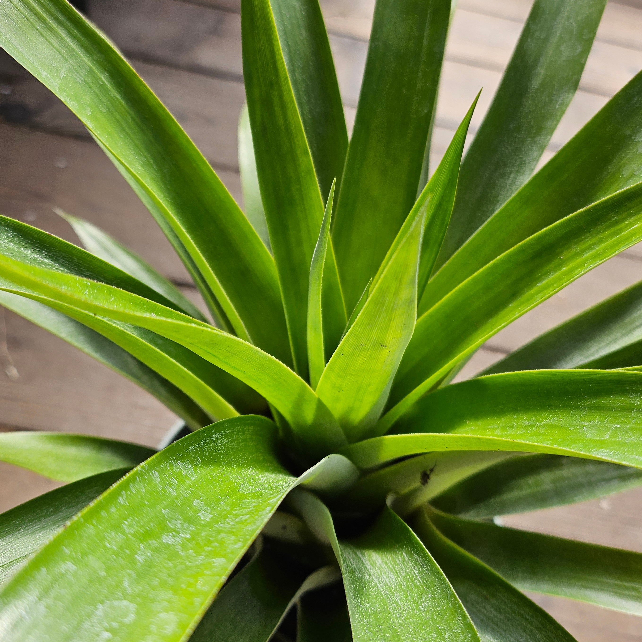 Tillandsia oerstediana