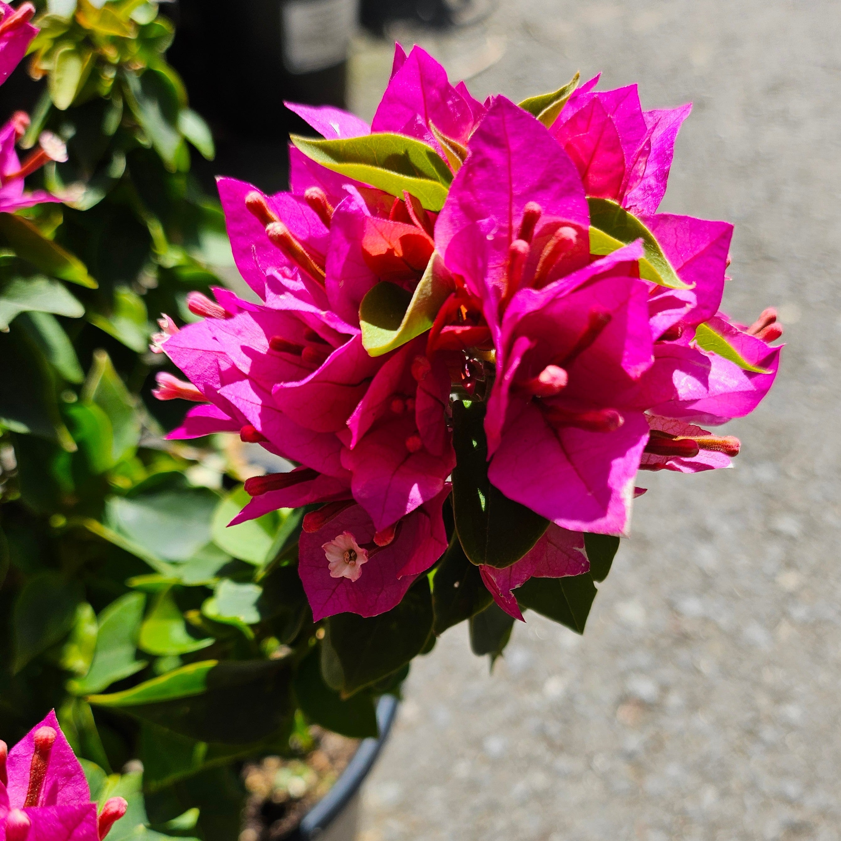 Bougainvillea 'Torch Glow'