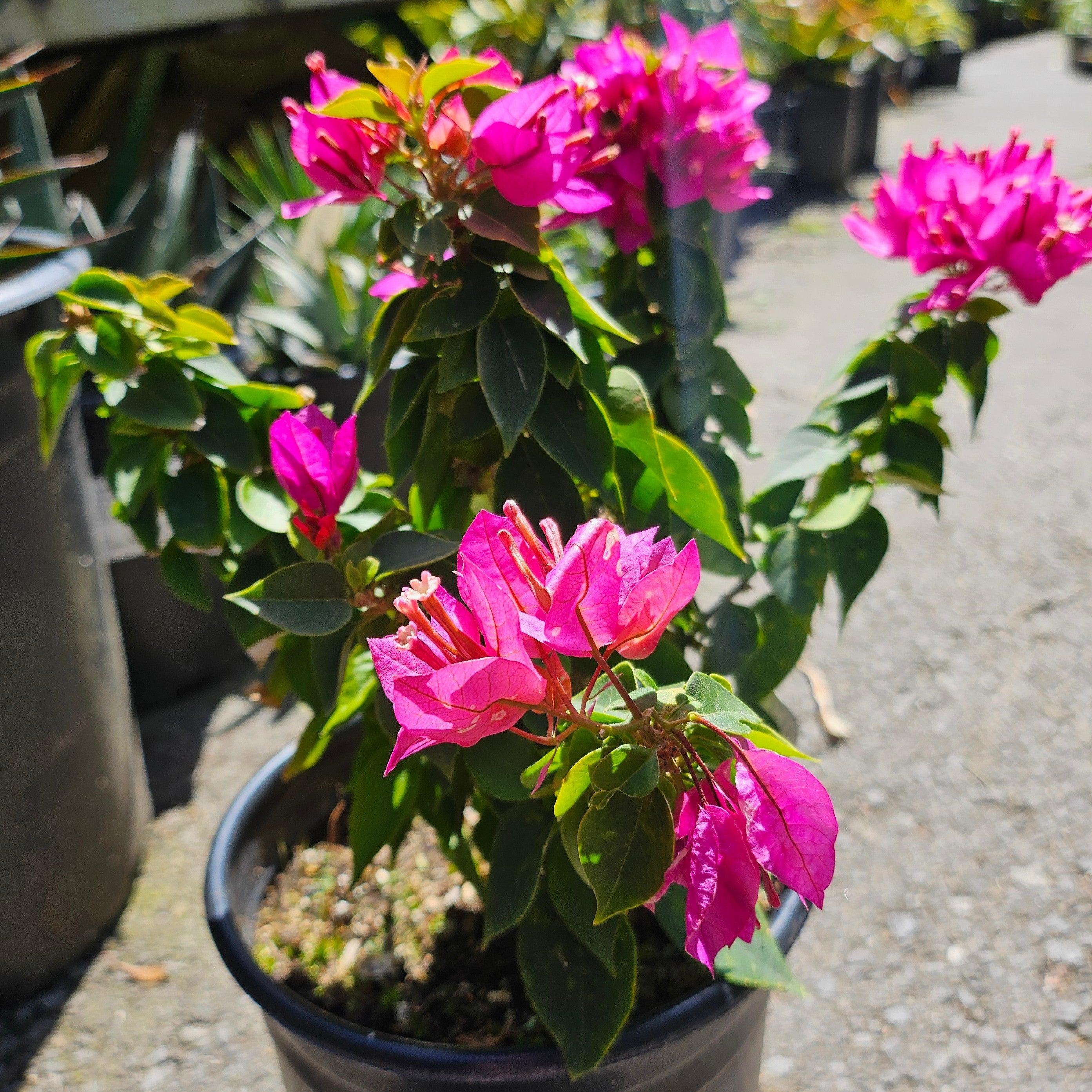 Bougainvillea 'Torch Glow'