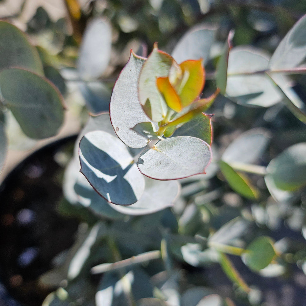 Eucalyptus albida