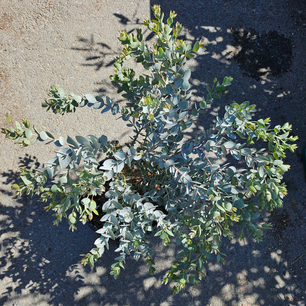Eucalyptus albida