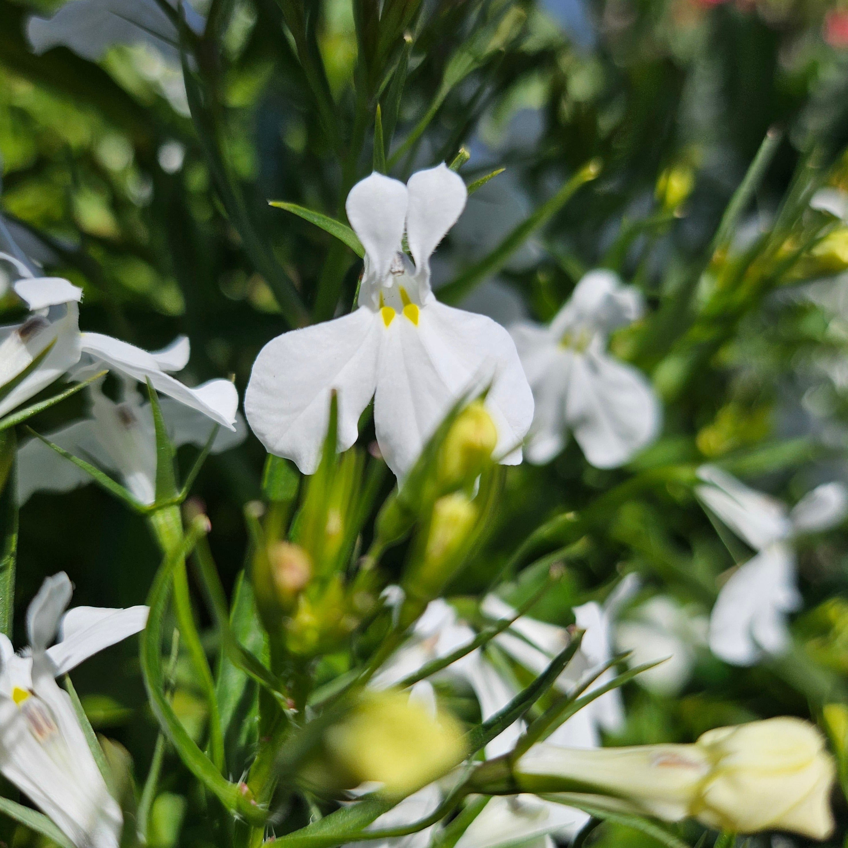 Lobelia 'California White'