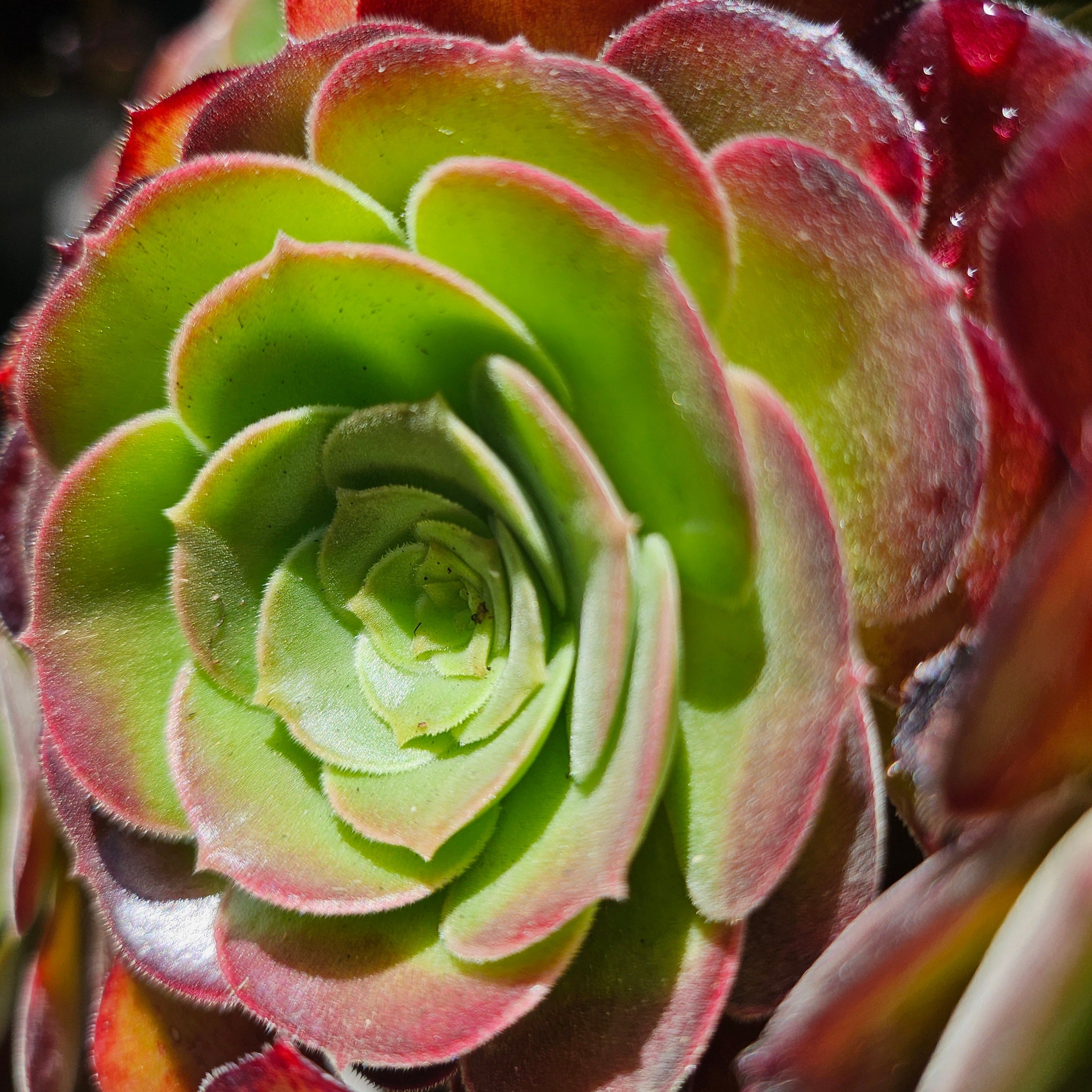 Aeonium x 'Durango'