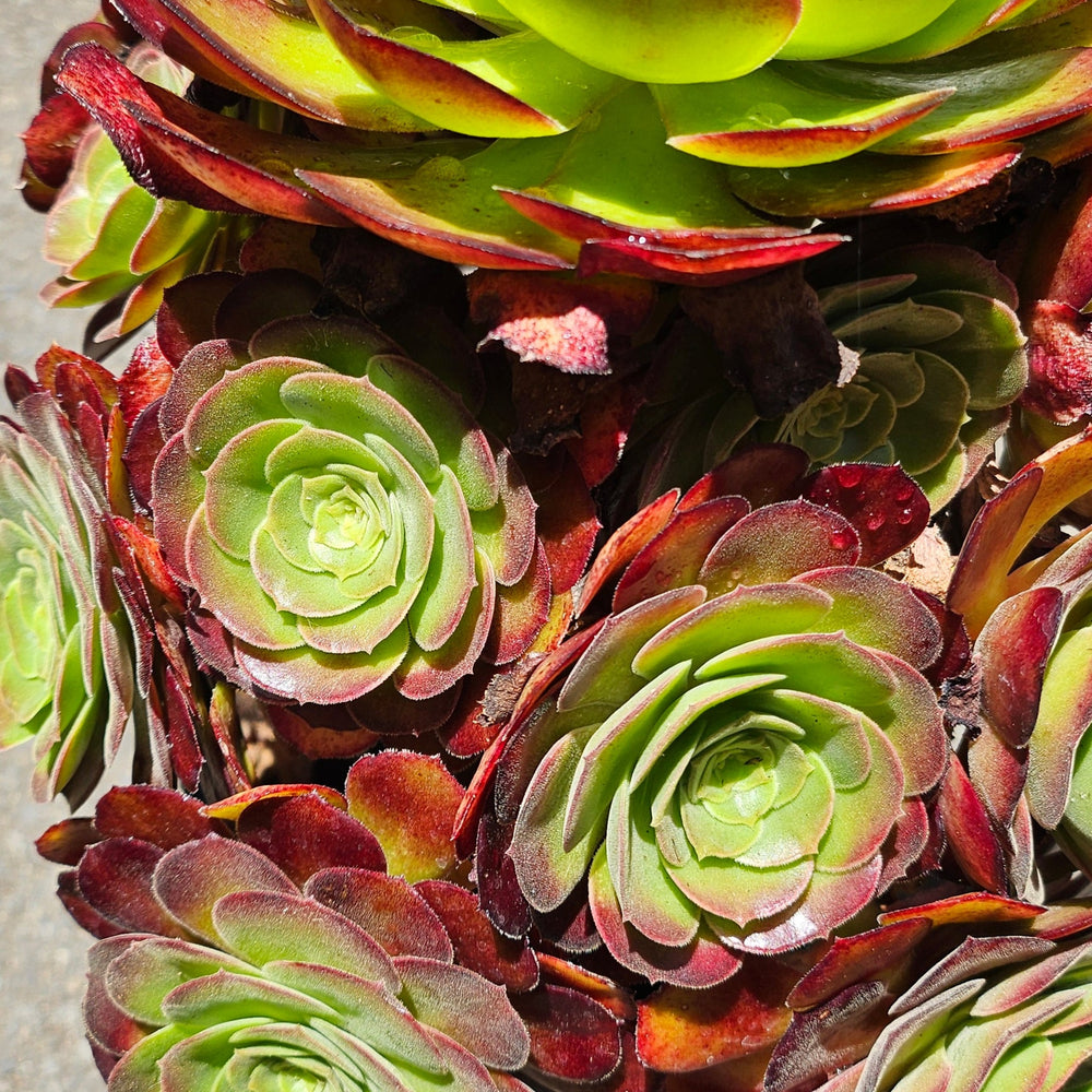 Aeonium x 'Durango'