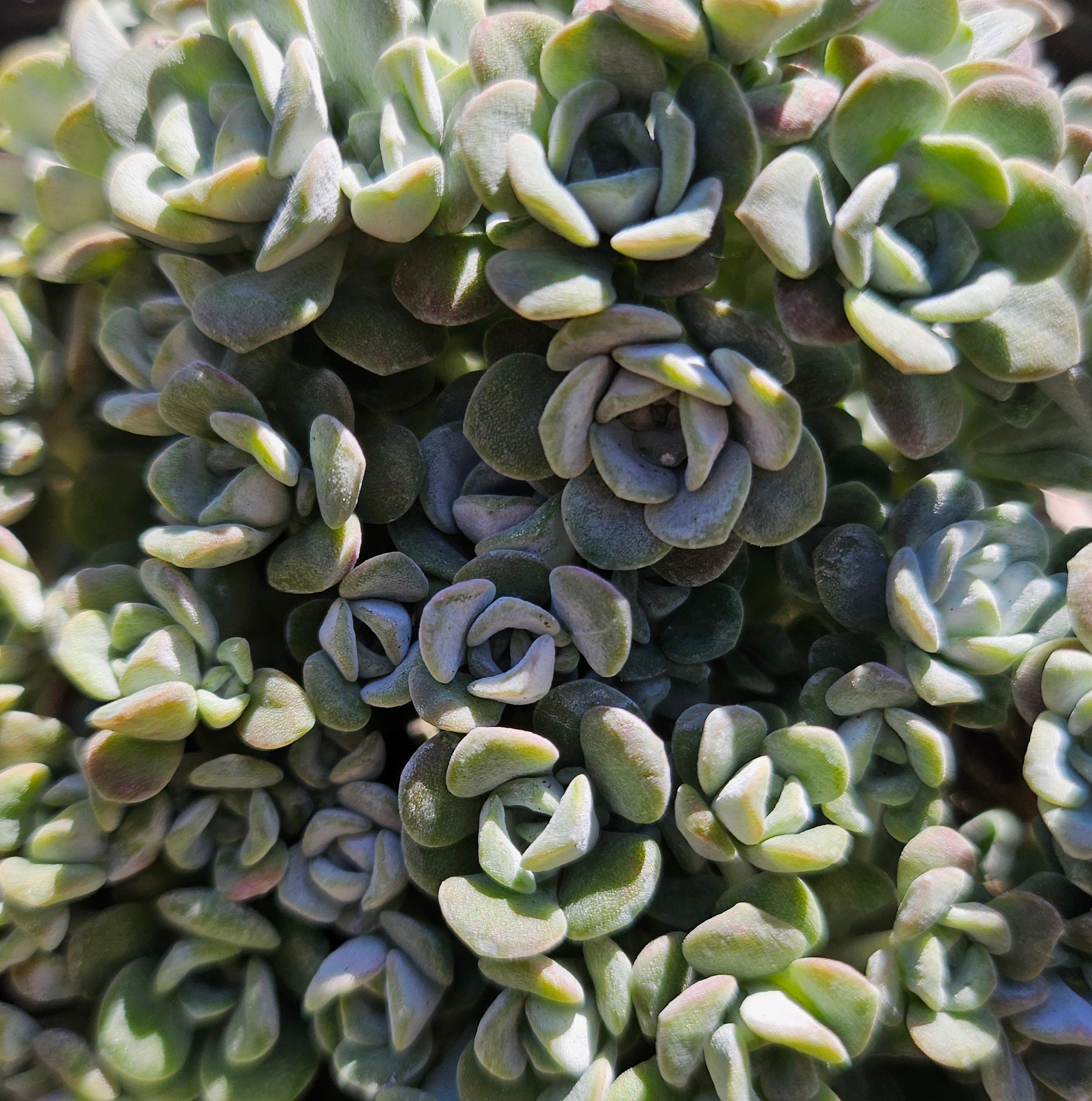 Sedum spathulifolium 'Cape Blanco'