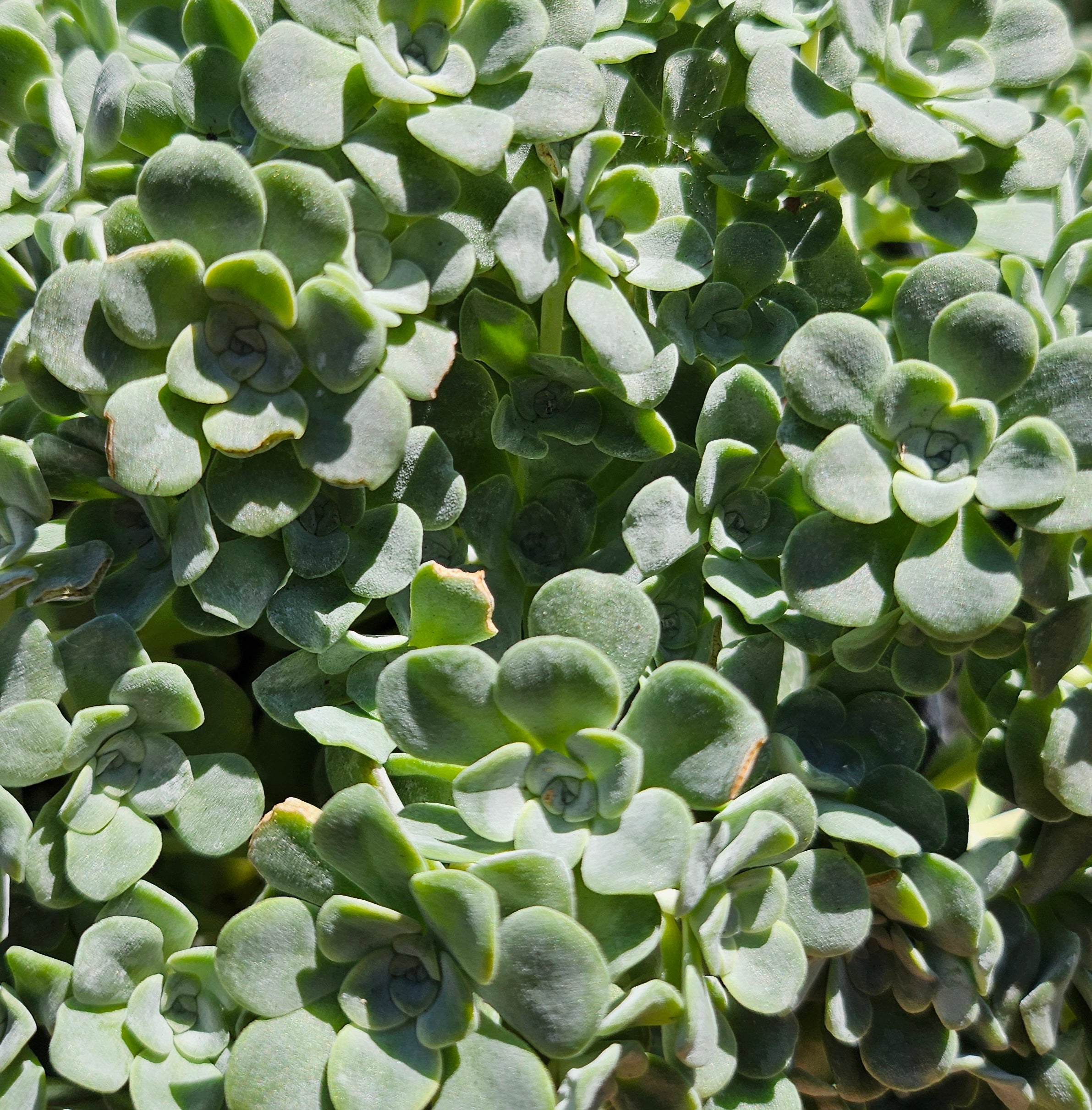 Sedum spathulifolium