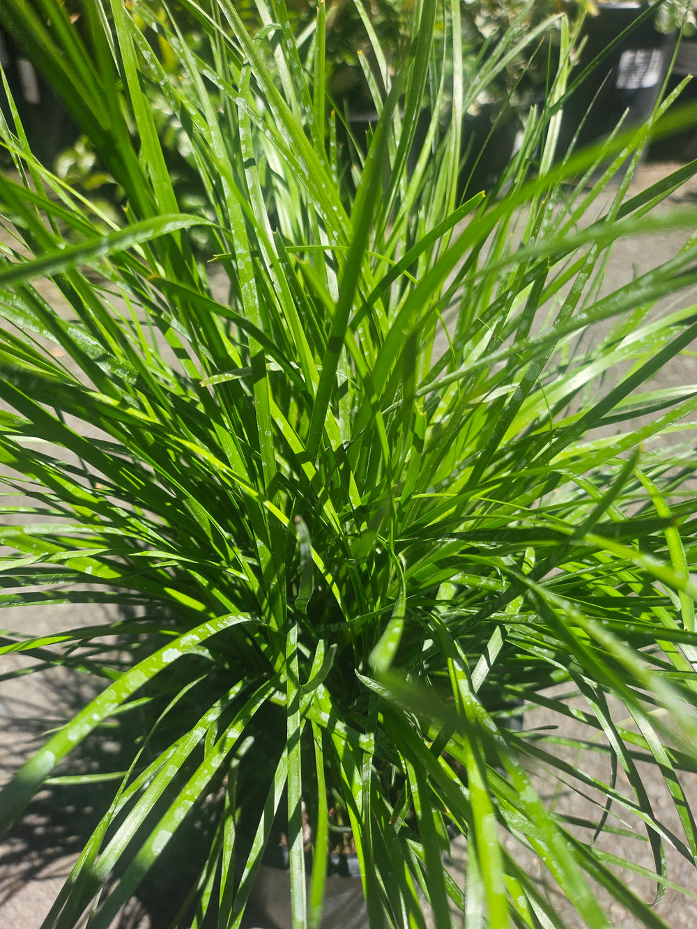 Lomandra confertifolia Leading 'Lime Tight'