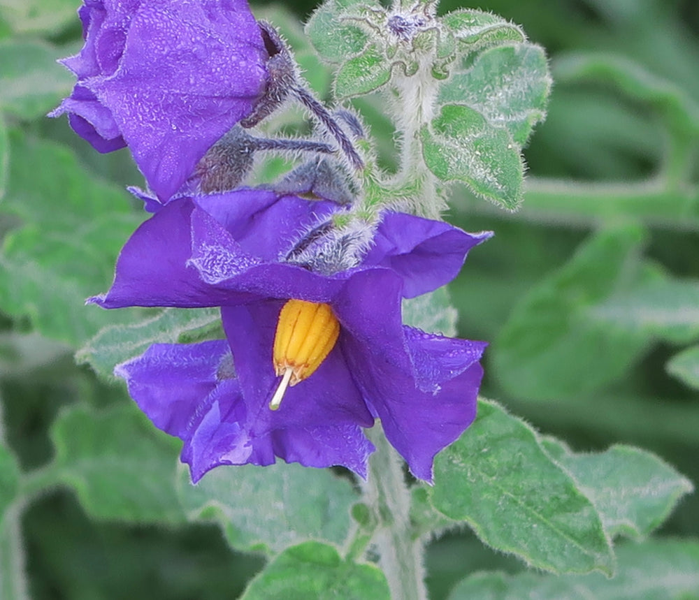 Solanum xanti 'Mountain Pride'