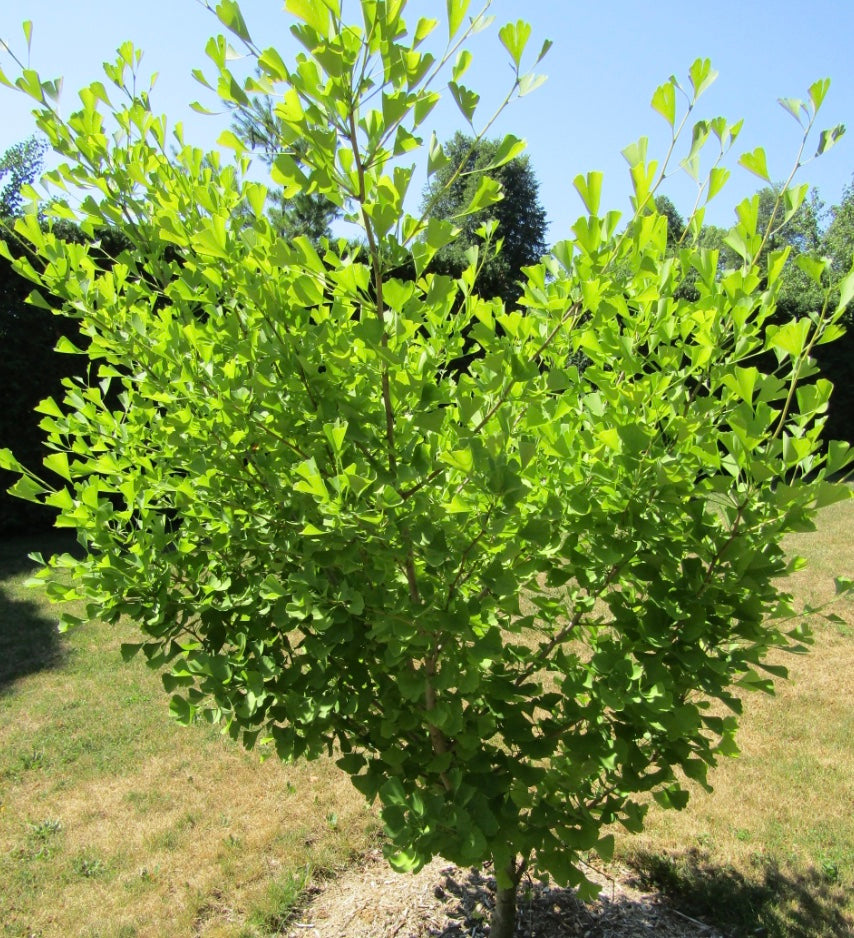 Ginkgo biloba 'Autumn Gold'