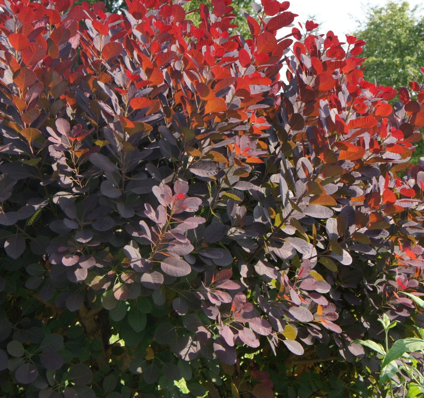 Cotinus coggygria 'Royal Purple'