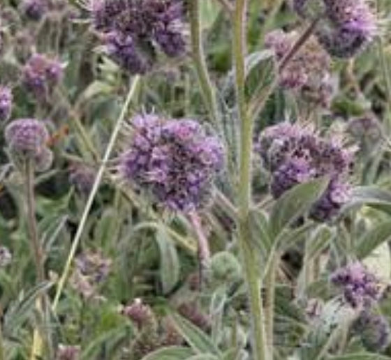 Phacelia californica.