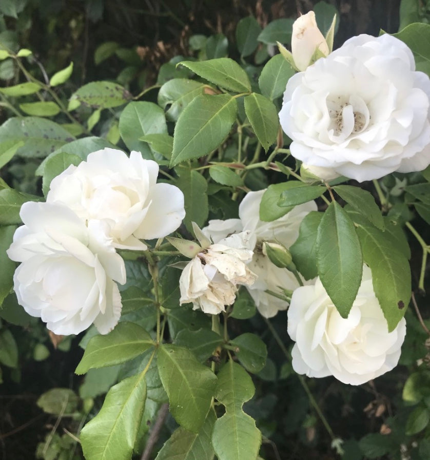 Rosa (Rose) floribunda 'Climbing Iceberg'®