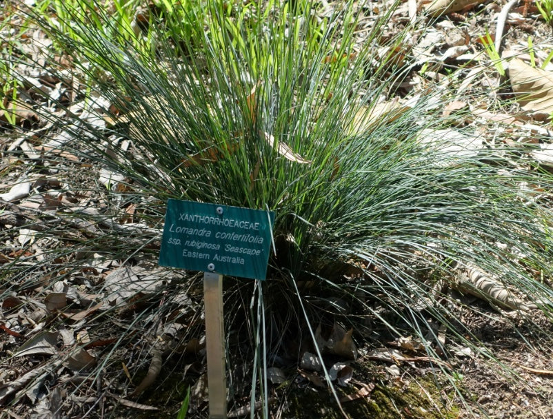 Lomandra confertifolia 'Seascape' – Heron's Head Nursery