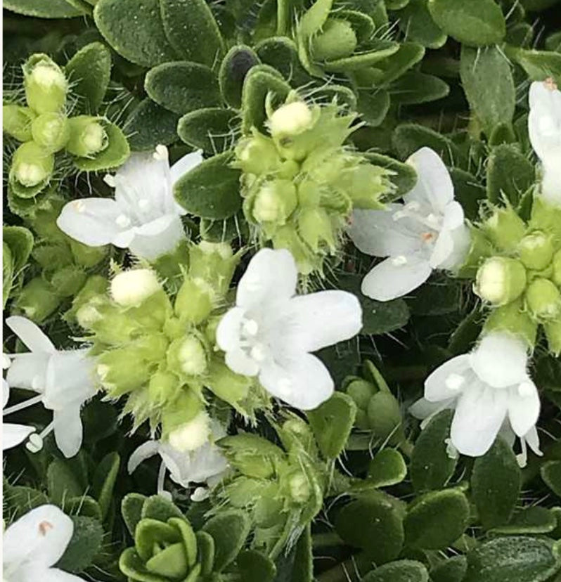 Thymus praecox arcticus 'Albus' – Heron's Head Nursery