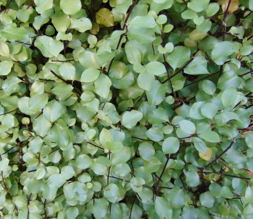 Pittosporum tenuifolium 'Silver Sheen'